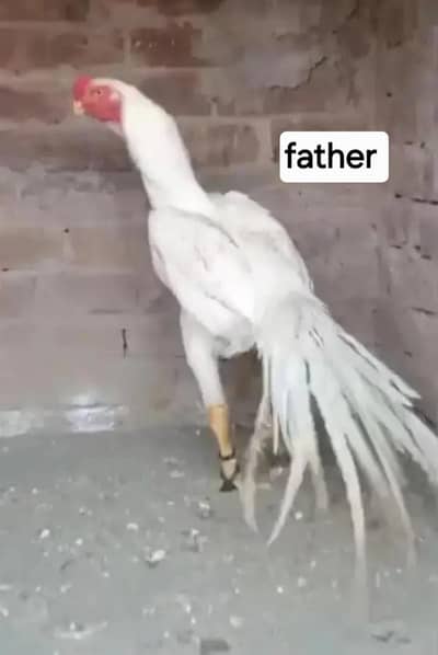 top qulity parrot beak long tail Male phatha 0/3/0/0/9/4/0/2/9/4/0