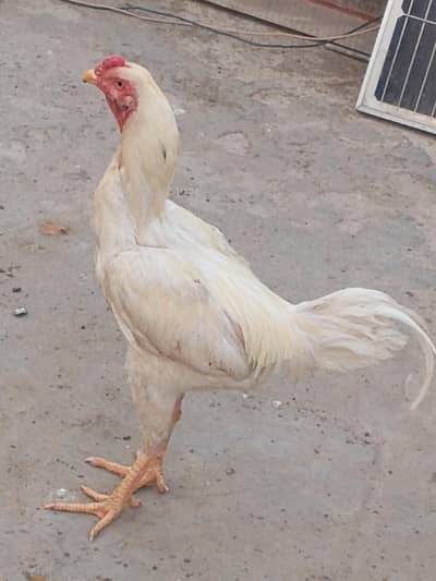 Aseel Sindhi Chiks and breaders and Hens for sale