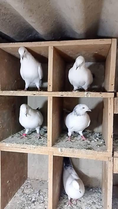 Kalduma pigeons 2500 ka 1