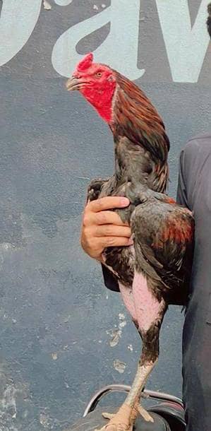 vleyti  murga  breeder for sale quality breeder h