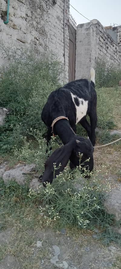 for sale female