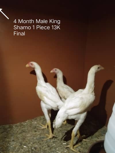 King White Shamo Chicks And Hens For Sale