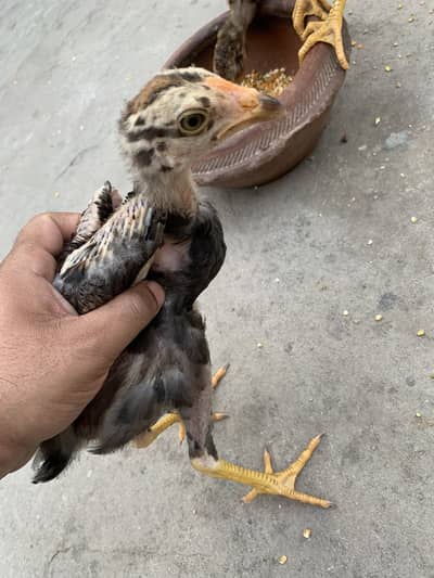 Aseel Amroha chickes for sale