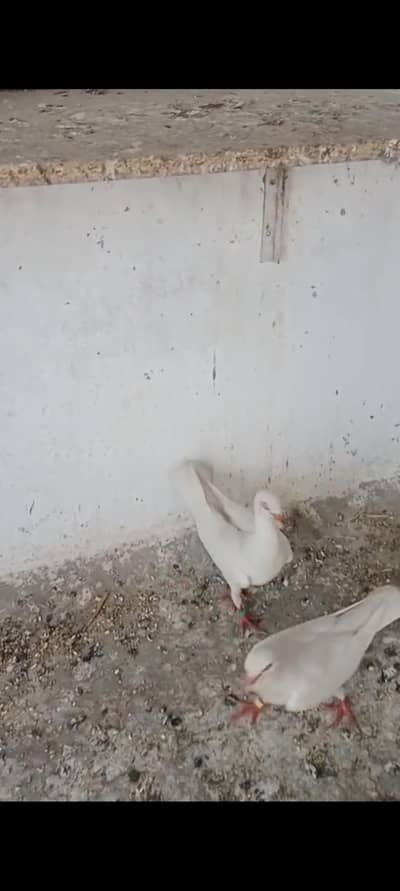 breeder pair for sale