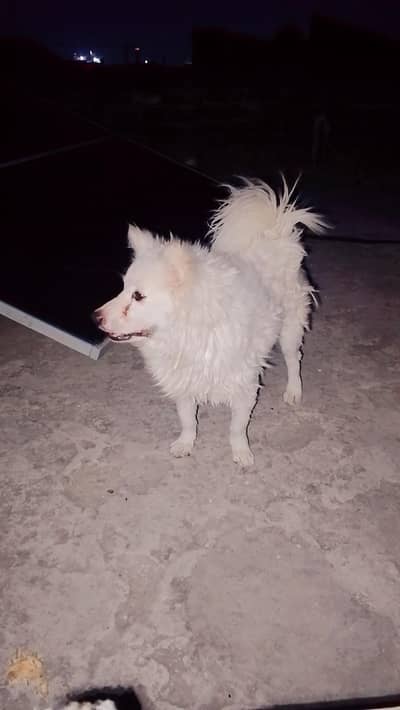Russian dog