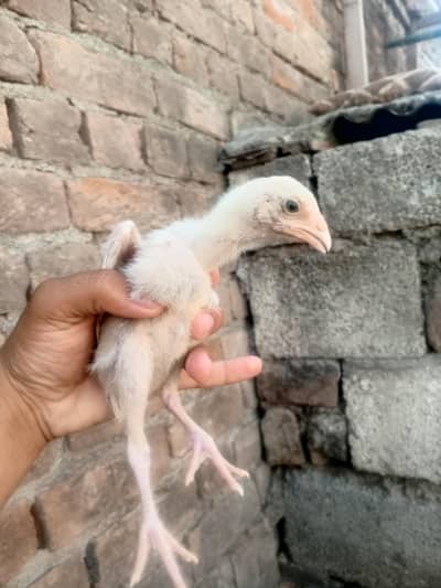 Heera aseel chicks for sale