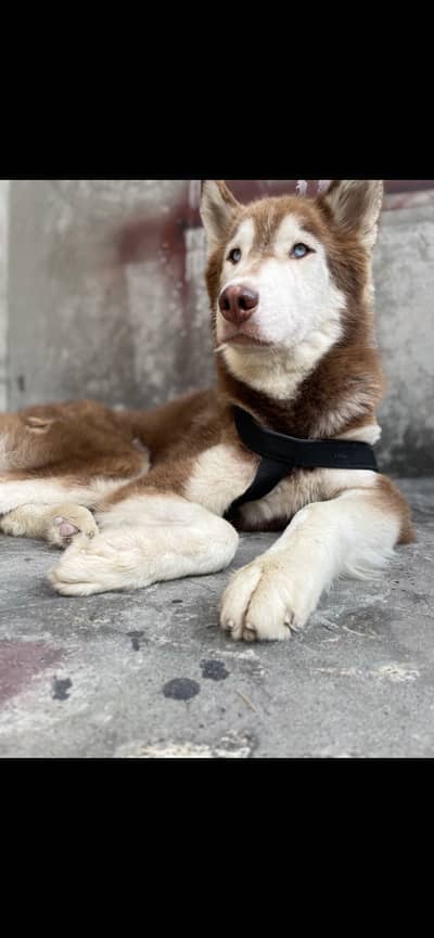 Husky male dog completely vaccinated and healthy