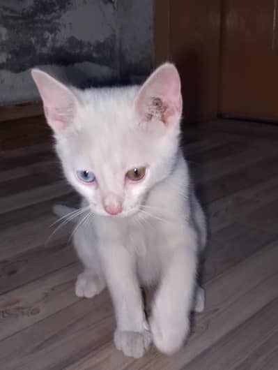 Mixed breed Persian kittens