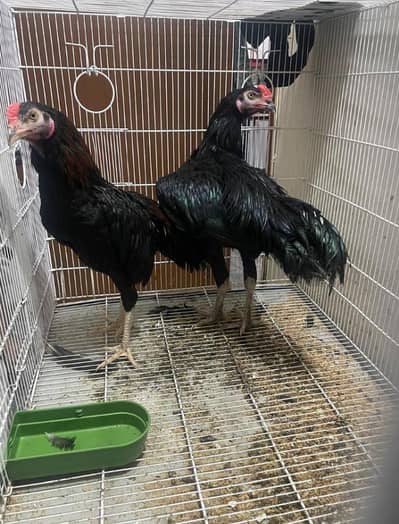 2 mushky male healthy and active