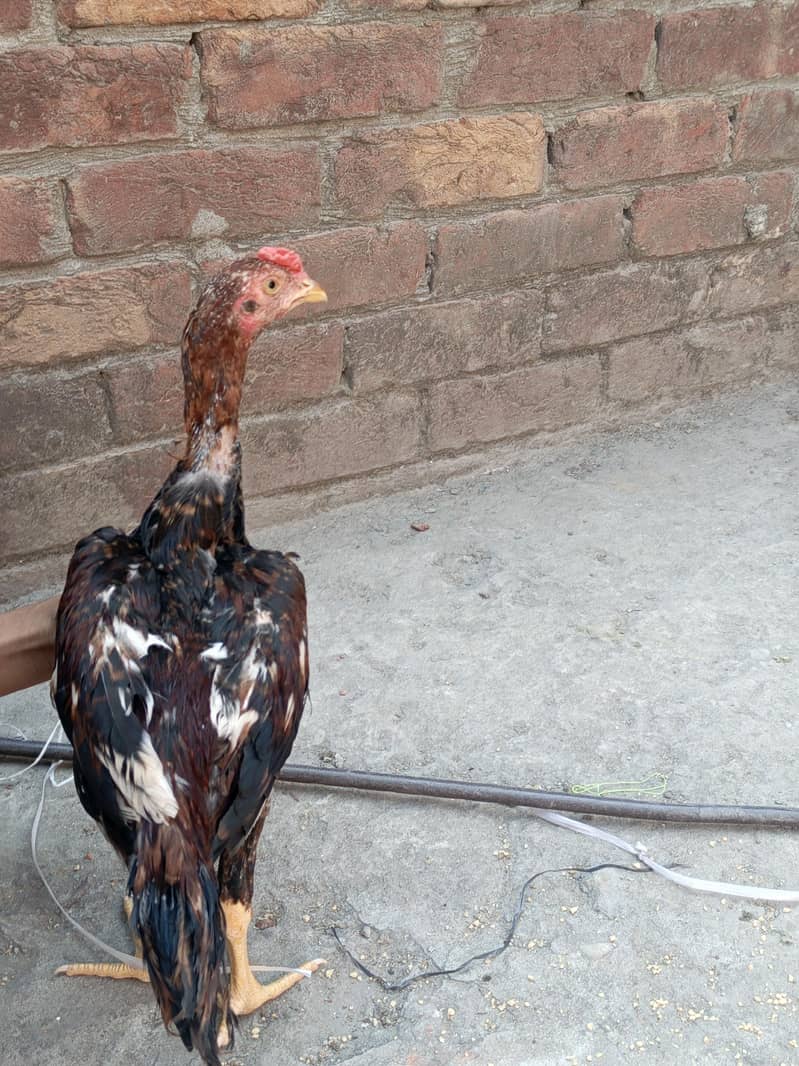 Two Hens m/f 6
