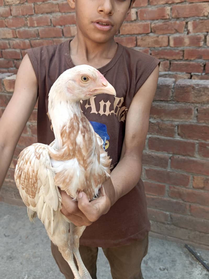 Two Hens m/f 7