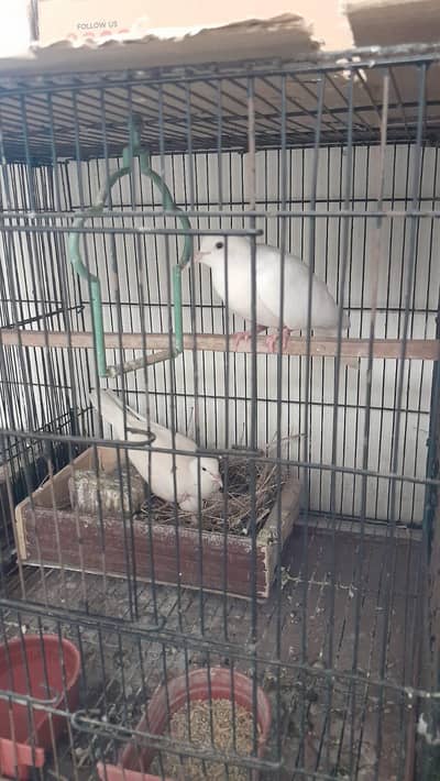 White Doves Breeder Pairs Urgent Sale