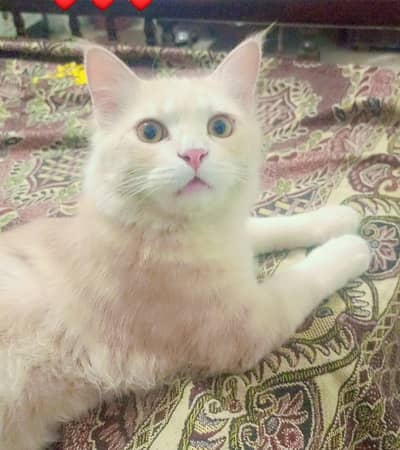 Pet cat