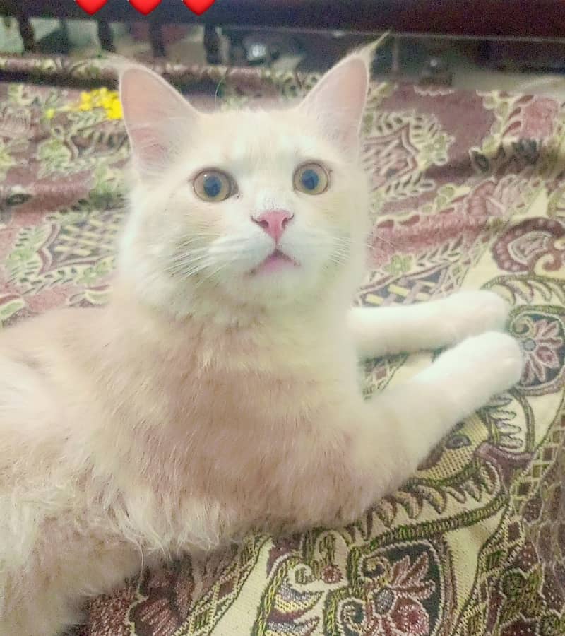 Pet cat 0