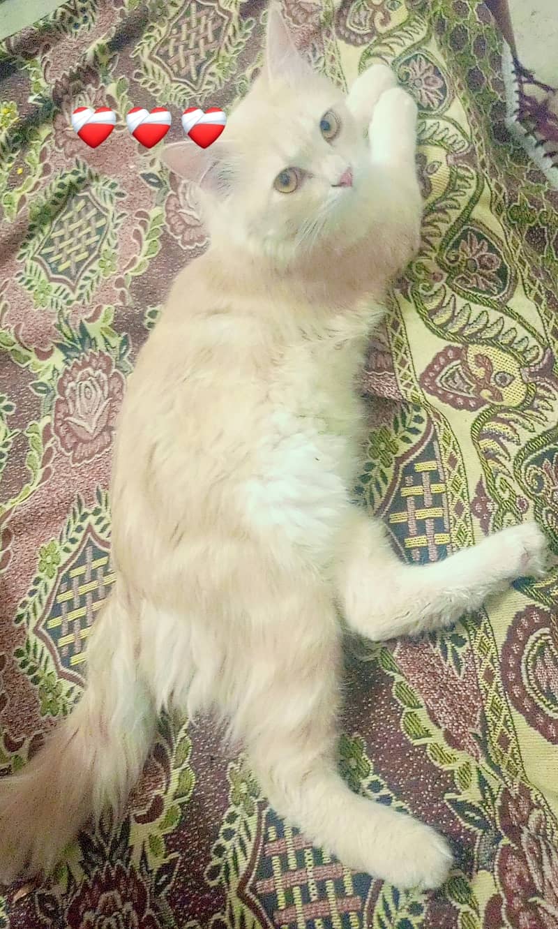 Pet cat 1