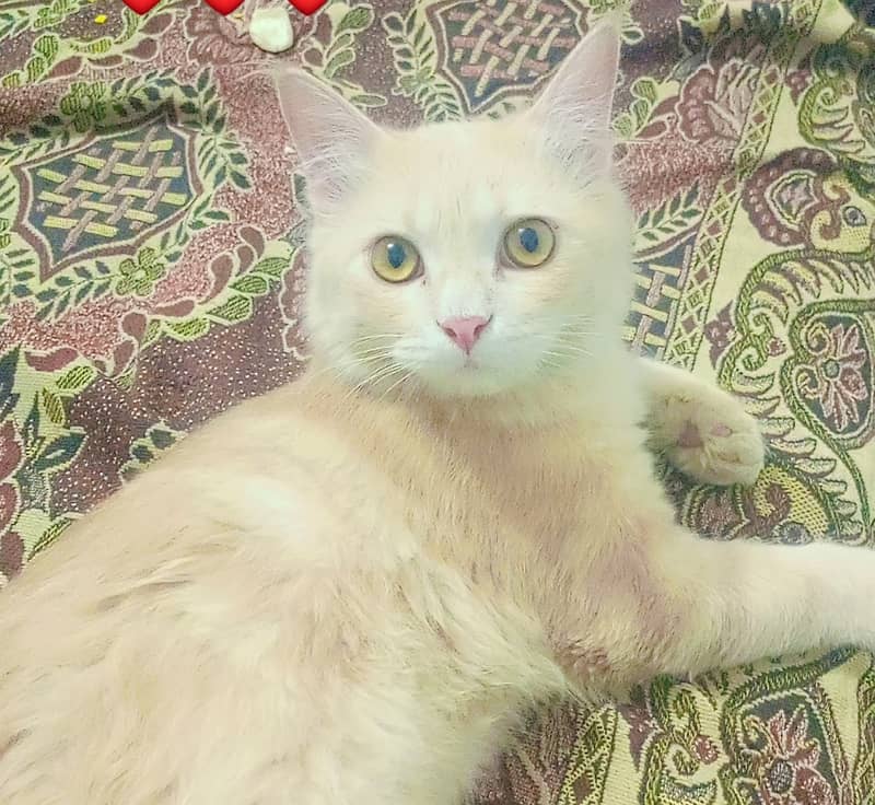 Pet cat 2