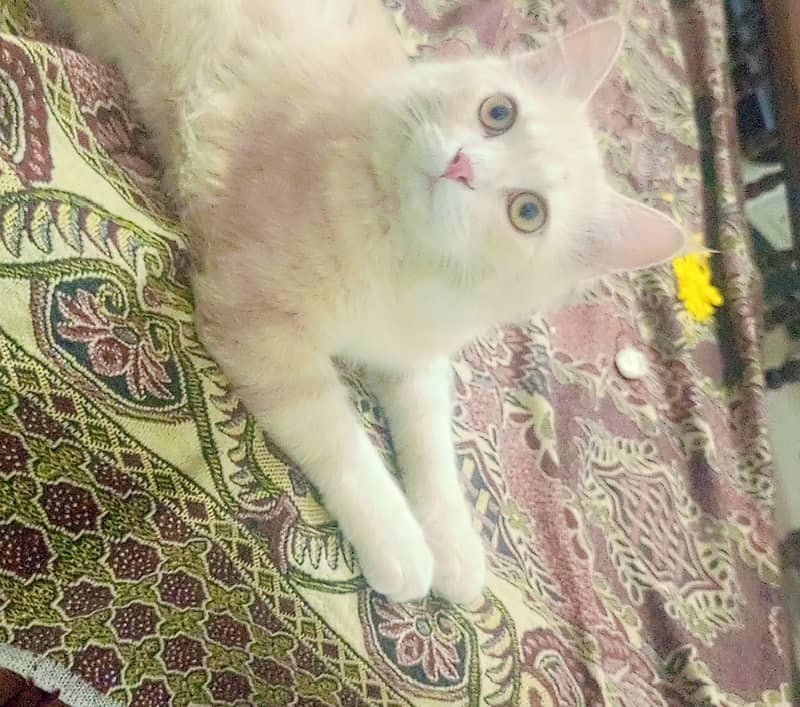 Pet cat 3