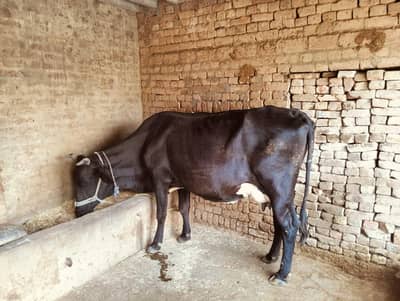 Gaye For Sale