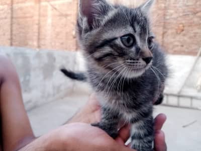 Pair of Persian kitten age 2 months.