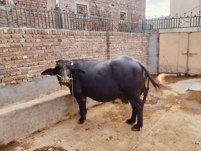 CHOTI For Sale