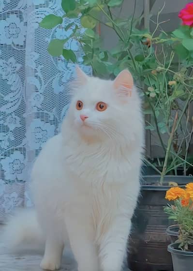 Percian cat