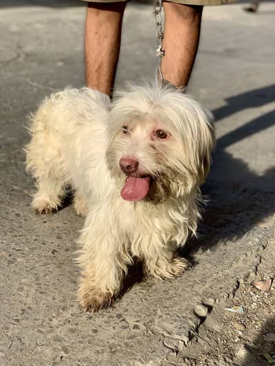 Maltese Poodle