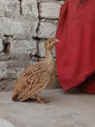 Healthy female teetar