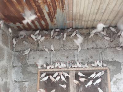 white java & silver java breeder pairs.