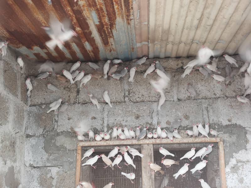 white java & silver java breeder pairs. 0