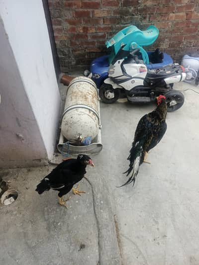 healthy aseel pair