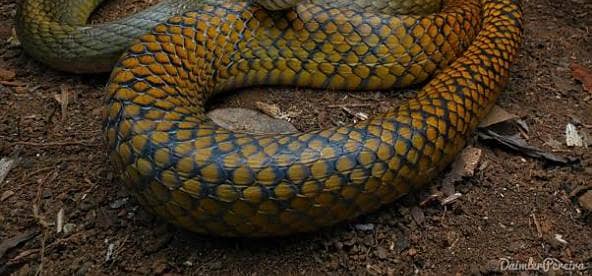 sssssssss