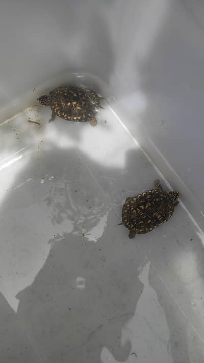 Black Pond Turtle for Sale