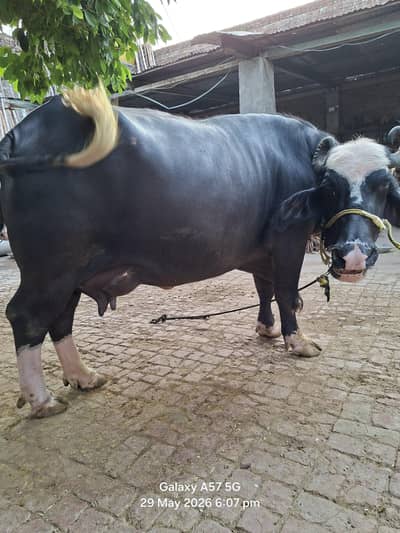 2nd timer bufflo for sale