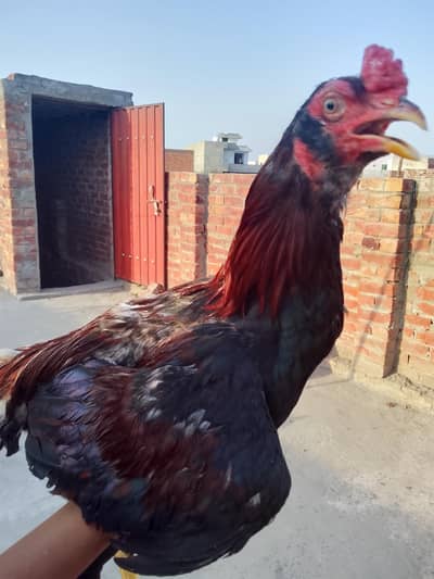 aseel murga or murgi for sale h