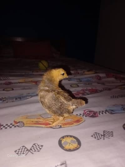 home breed chick healthy