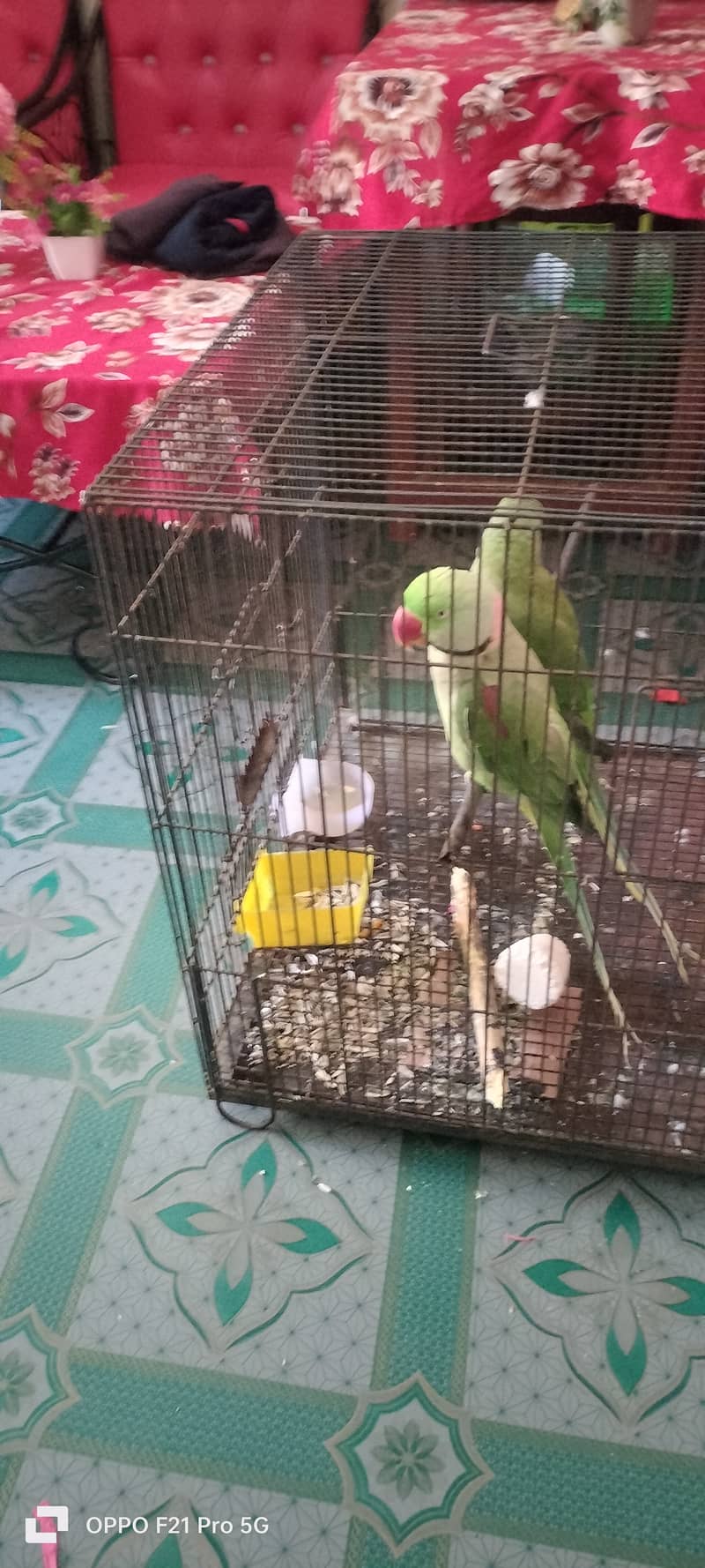 کشمیری را پیئر 2