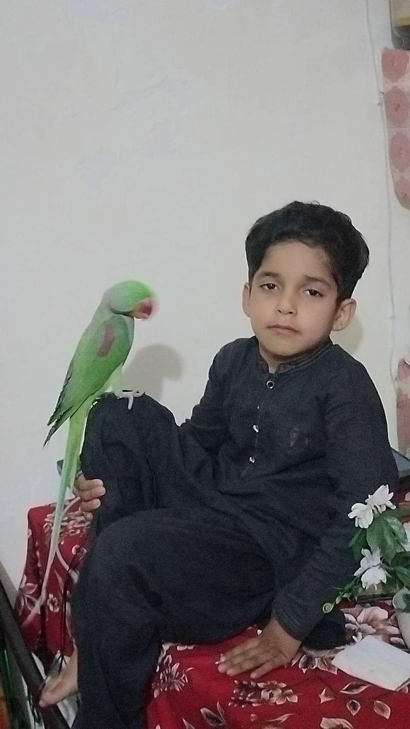 کشمیری را پیئر 4