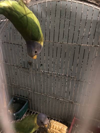 Plum head parrots