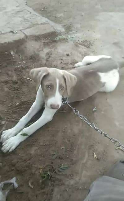 American pointer dog