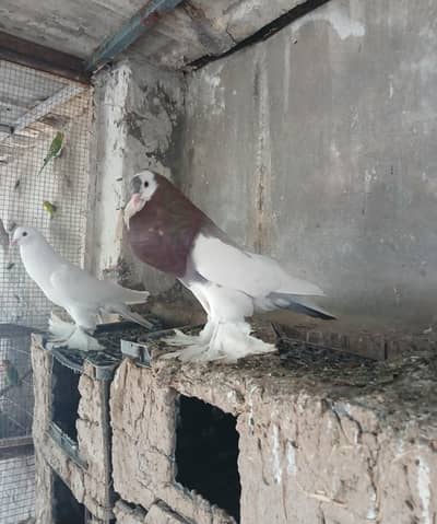 balloon pigeon