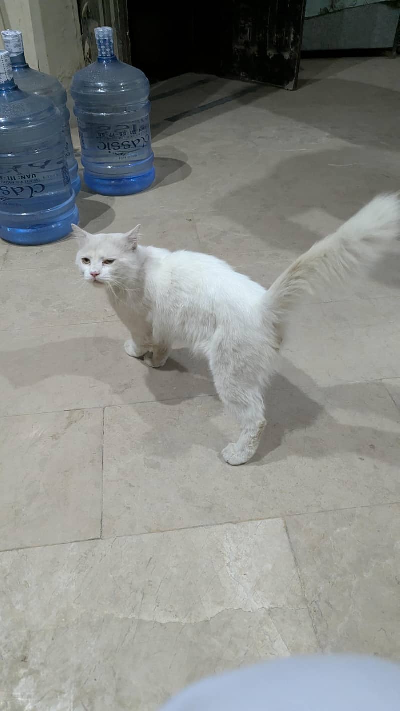 persian 0