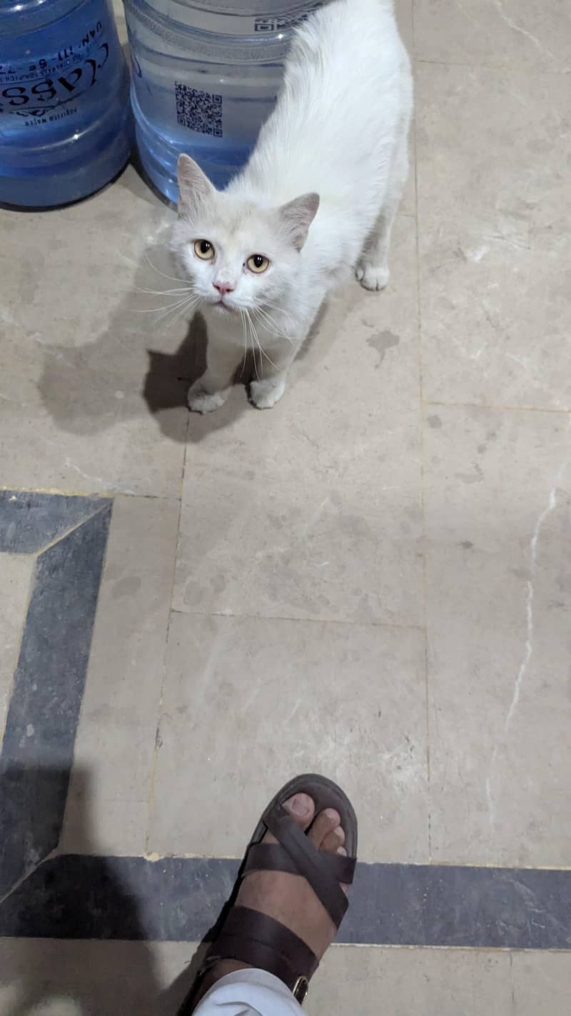 persian 1