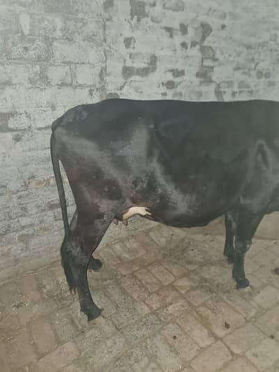 cow, daily 3kilo doodth daity