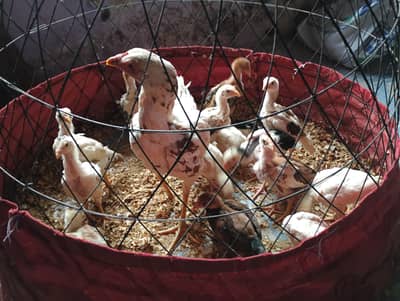 Aseel quality chicks