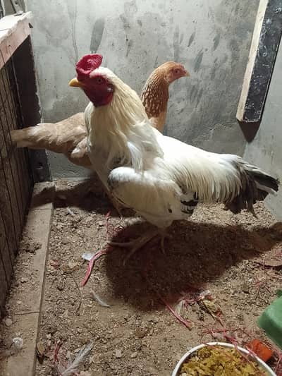 Assel Hens