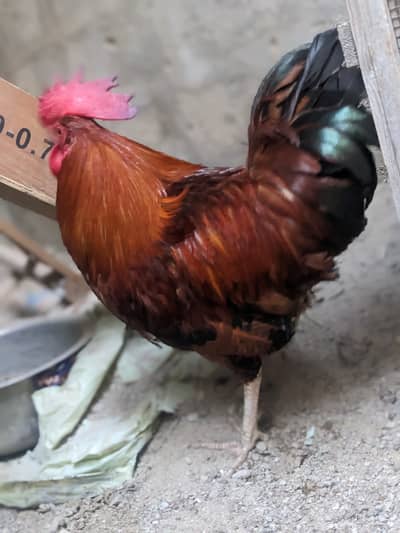1 Male 2 female Full Active
