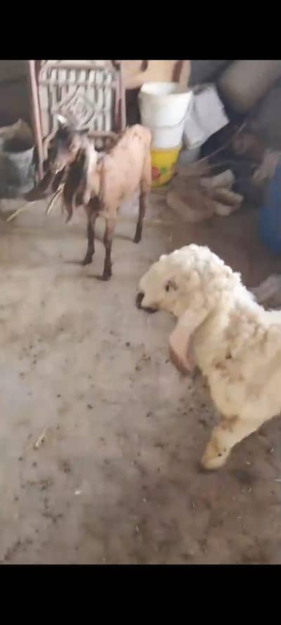 selling a goat and sheep