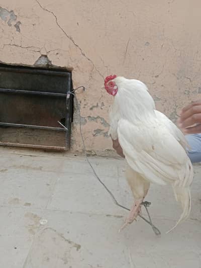 Aseel patha for sale