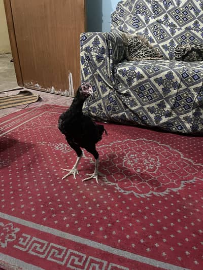 Pyour bangum female ready to breed jis ko passand ayy rabta kr lyy