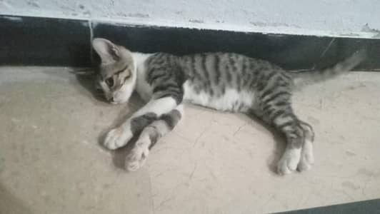 zaisha cat